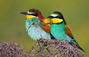 european bee eater.jpg