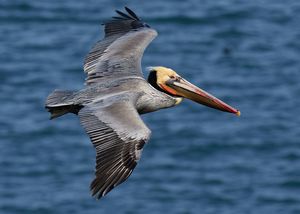 Brown_pelican_in_flight_(Bodega_Bay).jpg