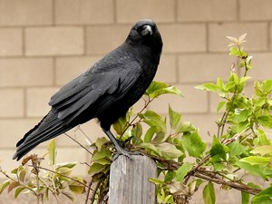 2880px-American_Crow.jpg