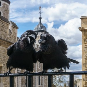 2560px-Jubilee_and_Munin,_Ravens,_Tower_of_London_2016-04-30.jpg