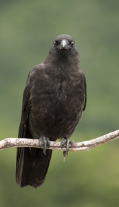 Corvus_caurinus_Whittier Alaska.jpg