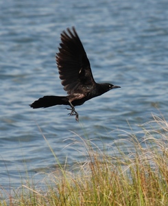 Core_Banks_-_Fish_Crow_-_01.JPG