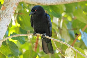 DR_White-necked_Crow_ed2.JPG