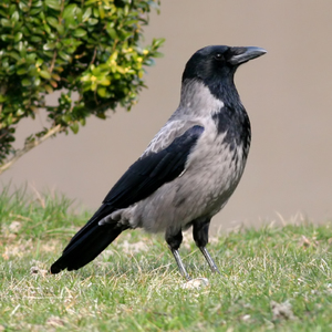 Hooded_Crow_(Corvus_cornix)_(11).jpg