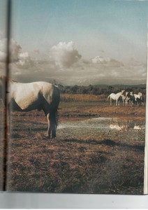 Scan40016.JPG