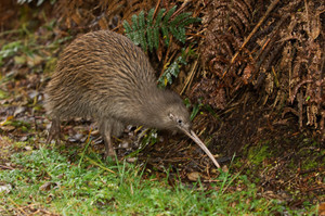 apteryx_australis_kiwi.thumb.jpg.b0335421d9252b816cfb4ffc39df5f6c.jpg