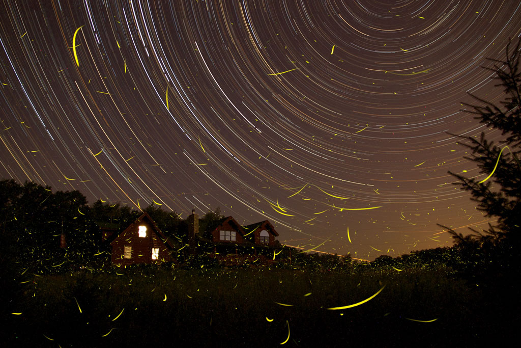 FirefliesStartrails.jpg