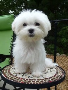 ba43d019818c99400b23a49fd81319a7--baby-maltese-maltese-puppies.thumb.jpg.5160cf41878f550c5873ab3a677d6cbf.jpg