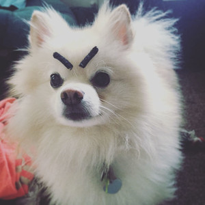 funny-dogs-with-eyebrows-46-57f3a89f18cbc__700.jpg