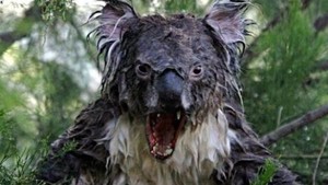 Angry-Koala.thumb.jpg.7dcab752afe992c69a6b3774c3b3e39f.jpg