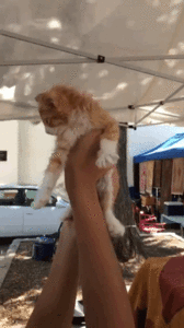 IMG_0268.GIF
