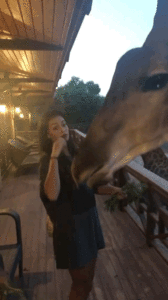 IMG_7988.GIF