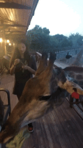 IMG_7990.GIF