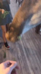 IMG_7991.GIF
