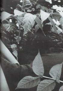 Scan10031.JPG
