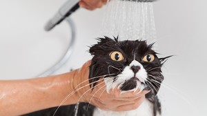 cat-shower.thumb.jpg.b3f631a6bfa75a826f500602cbd39394.jpg