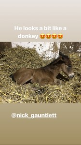 ediebcampbell_igstory_11may18_5.thumb.jpg.931c52641ef87d53ab27f98a57f03e30.jpg