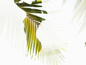 CF002434_flaming_palms.thumb.jpg.f8d7c5d26d3cc5d65c2b5372e747cfd3.jpg