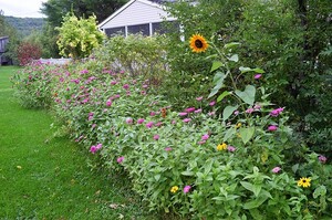 amandas-wildflower-garden-22.jpg