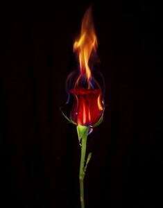 2031409163_Roseenflamme.thumb.JPG.42eb6039bd80468edba11b52cb5985b9.JPG