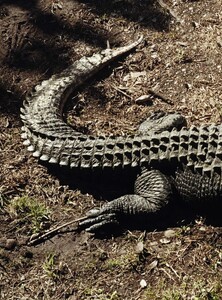 Jalouse_138_March2011_LheureReptile_014.jpg