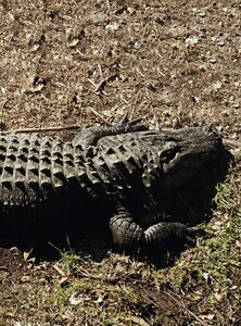 Jalouse_138_March2011_LheureReptile_015.jpg