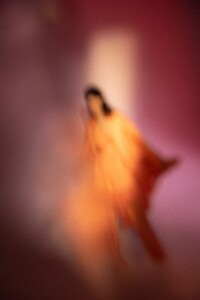 Luca-Meneghel-Vogue-Katlin-Aas-1-683x1024.thumb.jpg.1275fc7db623e37ccd8c8dd78d2ac5b9.jpg
