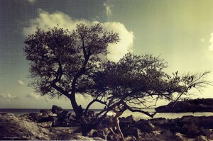 Numéro #103 (May 2009) - Coral Sand - 003.jpg