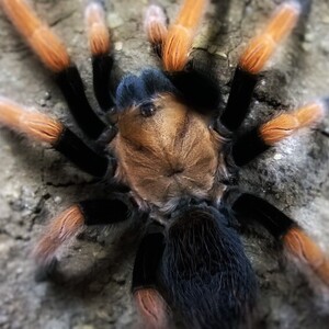 Aphonopelma-bicoloratum-Michal-litwin.jpg
