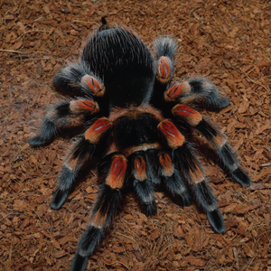 Brachypelma-smithi-Leon-kirkbride.png