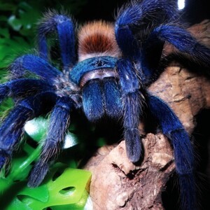 Chromatopelma-cyaneopubescens.jpg
