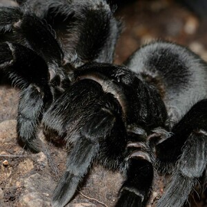 Grammostola-pulchra-Leon-Kirkbride-2.jpg