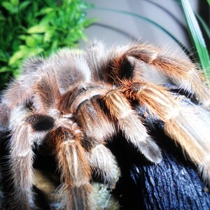 Grammostola-rosea.jpg