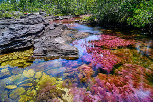 caño-cristales-la-macarena.jpg