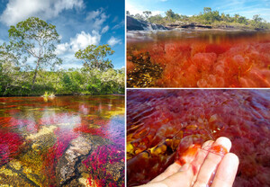 Cano-Cristales-river-Colombia-3.jpg