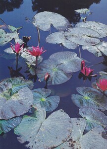 Vietnam_Weber_US_Vogue_June_1996_14.thumb.jpg.8b05f629983ae3861f73be1d99b7da19.jpg