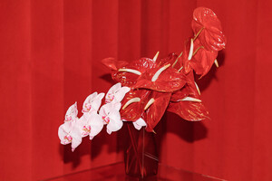 amalie-schimdt-red-39.jpg