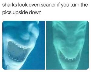 shark.thumb.jpg.33e11205b5958b4d11cfbaa20c926820.jpg