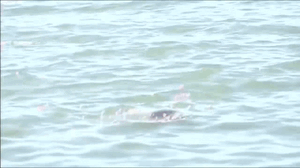 1736103908_ezgif.com-gif-maker(9).thumb.gif.cac0788ae83b1de7c4bb898b7e1ff152.gif