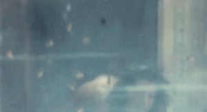 385_1000.thumb.gif.67525bd7cbb89e3a7effeb5c9c8111c1.gif