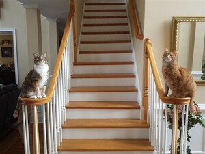 112898518_2catsonstairrails800x600.thumb.jpg.9682837ff0b3c672de1e0204aaf36f85.jpg