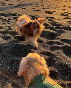 4458185D-BB25-42DB-8CE3-CDF6DF17345B.jpeg