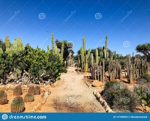 666939882_jardn-botnico-botanicactus-cerca-de-ses-salines-en-del-cactus-mallorca-151498964.thumb.jpg.c1b672ea5eb985e4c3df253ead953f4d.jpg