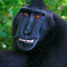Hormo Gicco