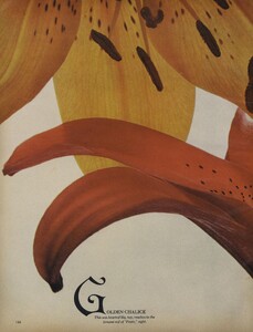 lilies_01.thumb.jpg.a7d67e644f60fc14544e94ac949daca0.jpg