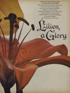lilies_02.thumb.jpg.b1c0e266bd72830cfeec089e5e8225ca.jpg