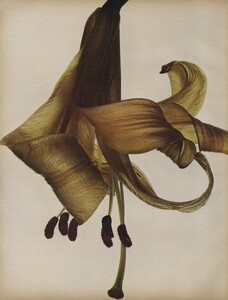 lilies_03.thumb.jpg.e28e1554bea38c0813e41ce5bae51b50.jpg