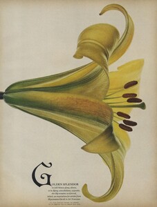 lilies_04.thumb.jpg.dad14e4ef788911b2a5a4bc9c4e1d253.jpg