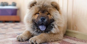 Hanniko-handmade-european-design-casa-hanniko-sabias-que-perros-chow-chow-destacada-3.jpg