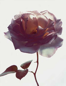 english_04.thumb.png.1546d24b81c5da3bdc6a60a0c49cd2dc.png